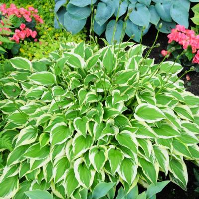 Hosta 'Bob Olsen'